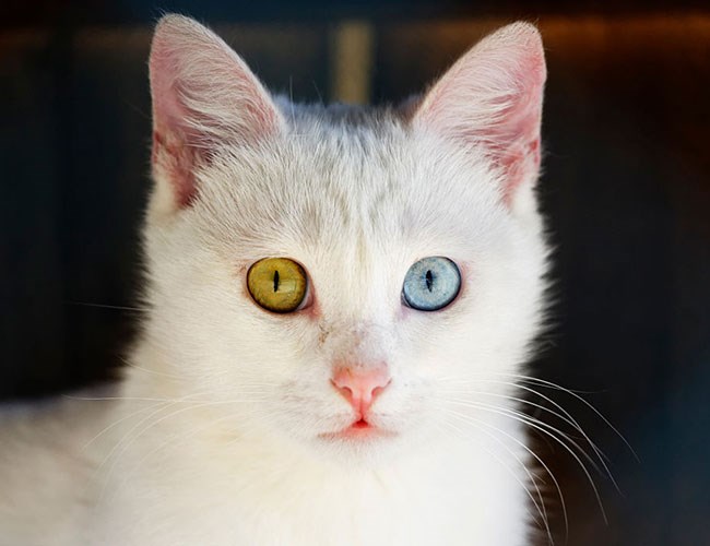 VAN GÖLÜ HAVZASI - İSHAK PAŞA SARAYI - TATVAN TURU