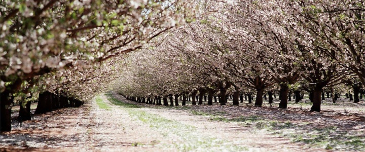 DATÇA BADEM ÇİÇEĞİ FESTİVALİ